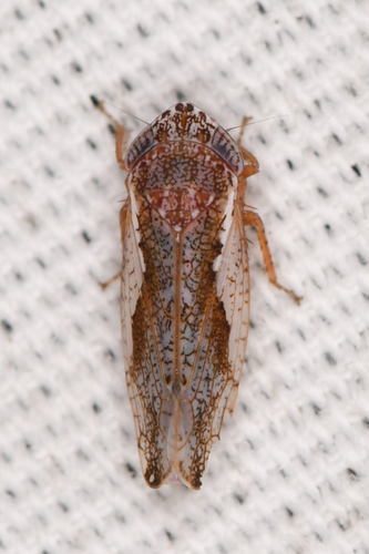 Norvellina pannosa