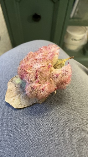 iNaturalist observation photo of Crystalline Gall Wasp
