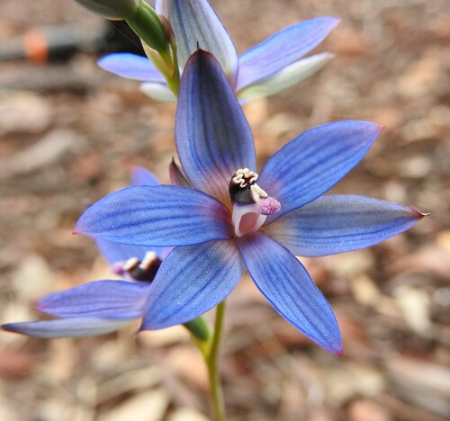 Thelymitra latiloba