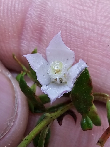 Image of Boronia floribunda by (c) Richard Dimon, some rights reserved (CC BY)