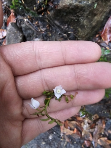 Image of Boronia floribunda by (c) Richard Dimon, some rights reserved (CC BY)