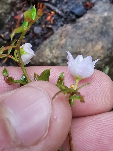 Image of Boronia floribunda by (c) Richard Dimon, some rights reserved (CC BY)