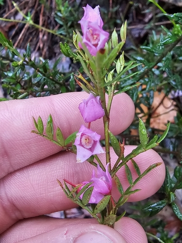 Image of Boronia floribunda by (c) Richard Dimon, some rights reserved (CC BY)
