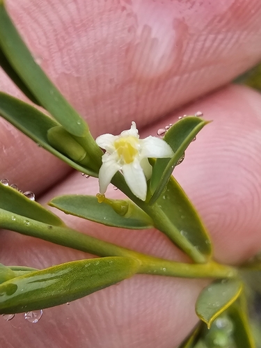 Image of Olax stricta by (c) Richard Dimon, some rights reserved (CC BY)