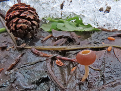 Ciboria amentacea
