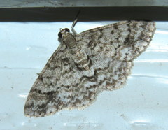 Myrioblephara desumpta