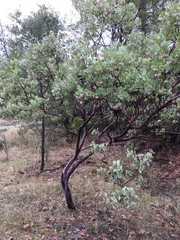 Arctostaphylos viscida