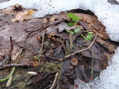 Ciboria amentacea