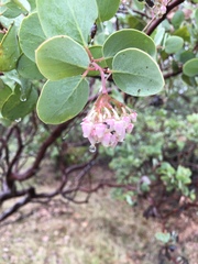 Arctostaphylos viscida