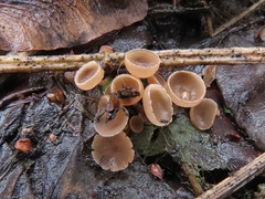 Ciboria amentacea