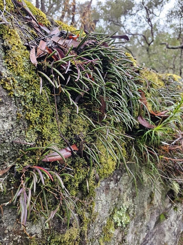 Image of Dendrobium striolatum by (c) Richard Dimon, some rights reserved (CC BY)