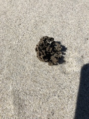 Clathria prolifera