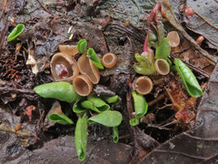 Ciboria amentacea
