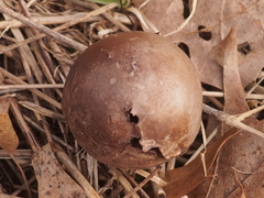 Amphibolips confluenta