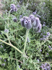 Phacelia hubbyi
