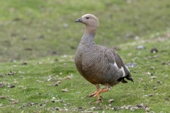 Chloephaga rubidiceps