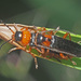 Cantharis flavilabris - Photo (c) Felix Riegel, some rights reserved (CC BY-NC), uploaded by Felix Riegel