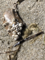 Amphibalanus venustus