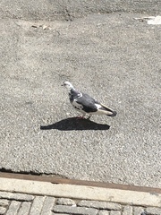 Columba livia domestica