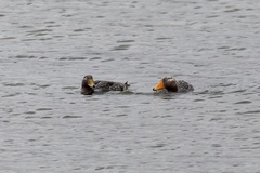 Tachyeres brachypterus