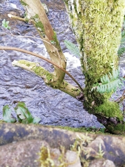 Auricularia auricula-judae