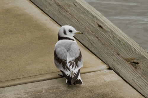 Mouette tridactyle, jeune