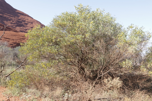 Image of Acacia kempeana by no rights reserved