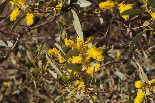 Image of Acacia kempeana by no rights reserved