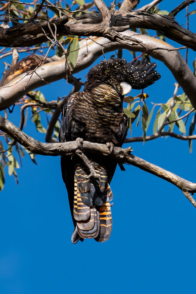 Red-tailed Black Cockatoo in November 2023 by Ashley Walker. Mixed ...