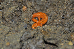 Pseudotriton ruber ruber