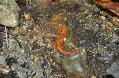 Pseudotriton ruber ruber