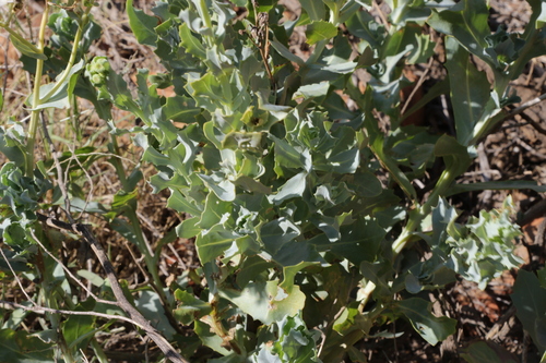 Image of Senecio magnificus by no rights reserved