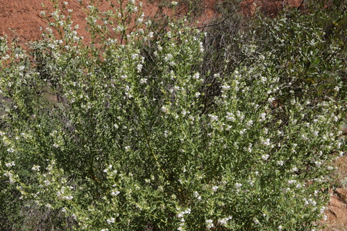 Image of Prostanthera striatiflora by no rights reserved
