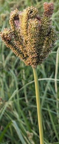 Foto de Milheto