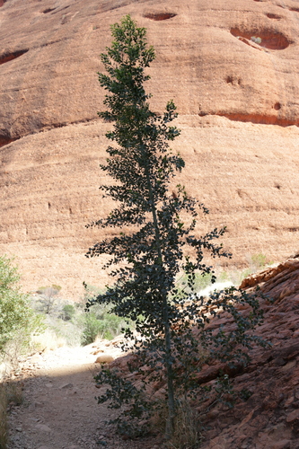 Image of Codonocarpus cotinifolius by no rights reserved