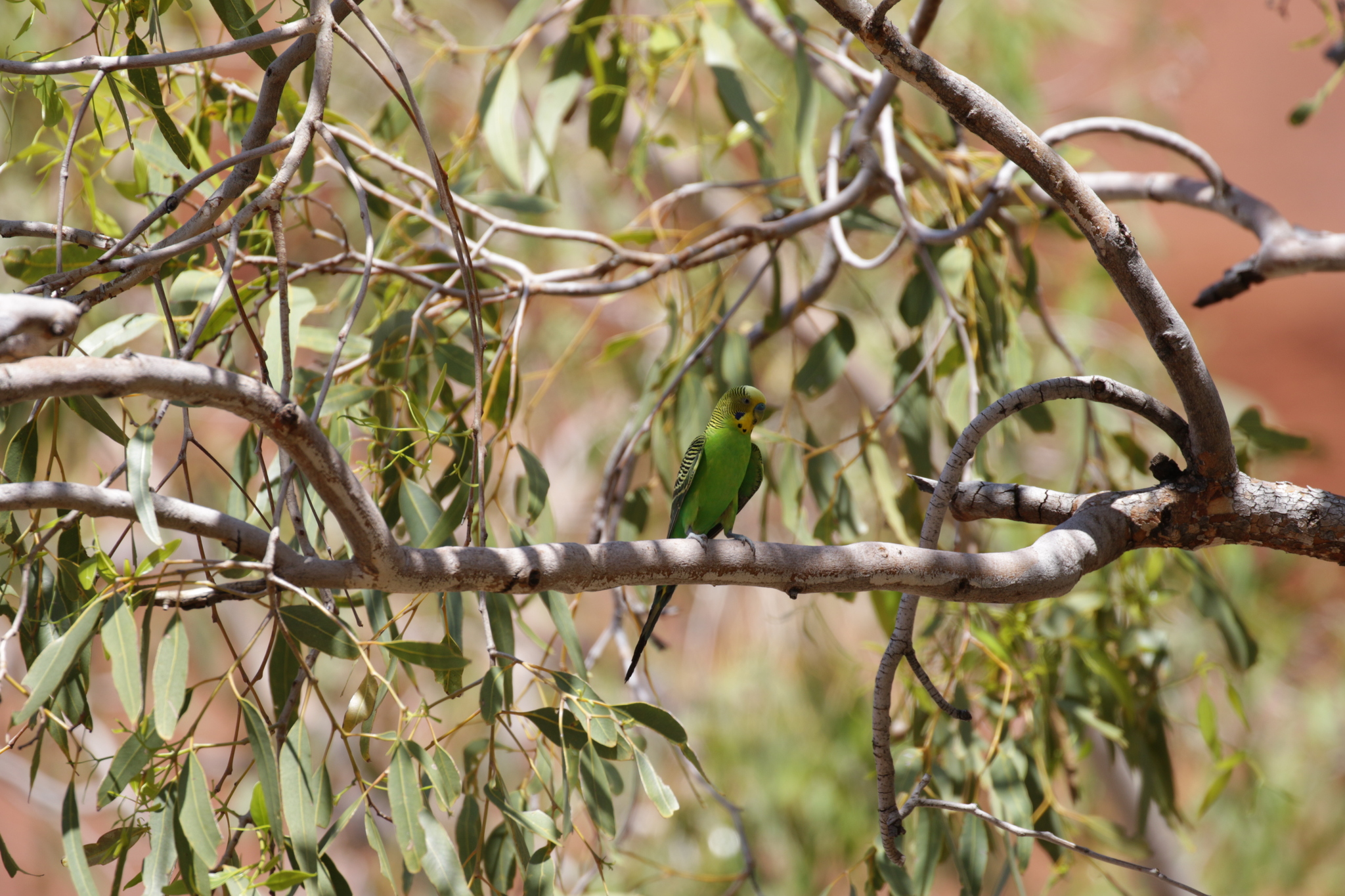 Budgerigar