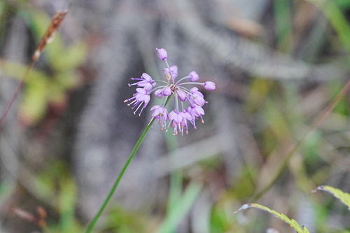Allium chinense iNat (1)