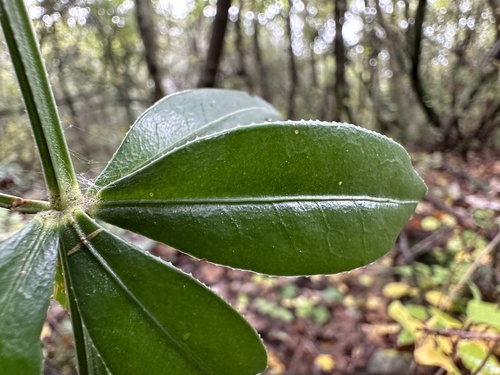 Wild Madder