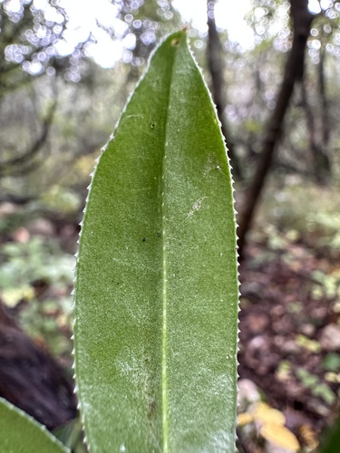 Wild Madder