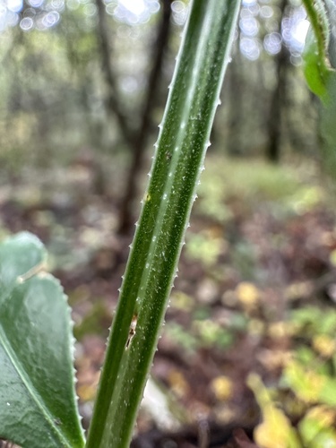 Wild Madder