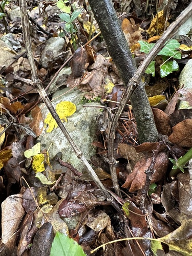 Wild Madder