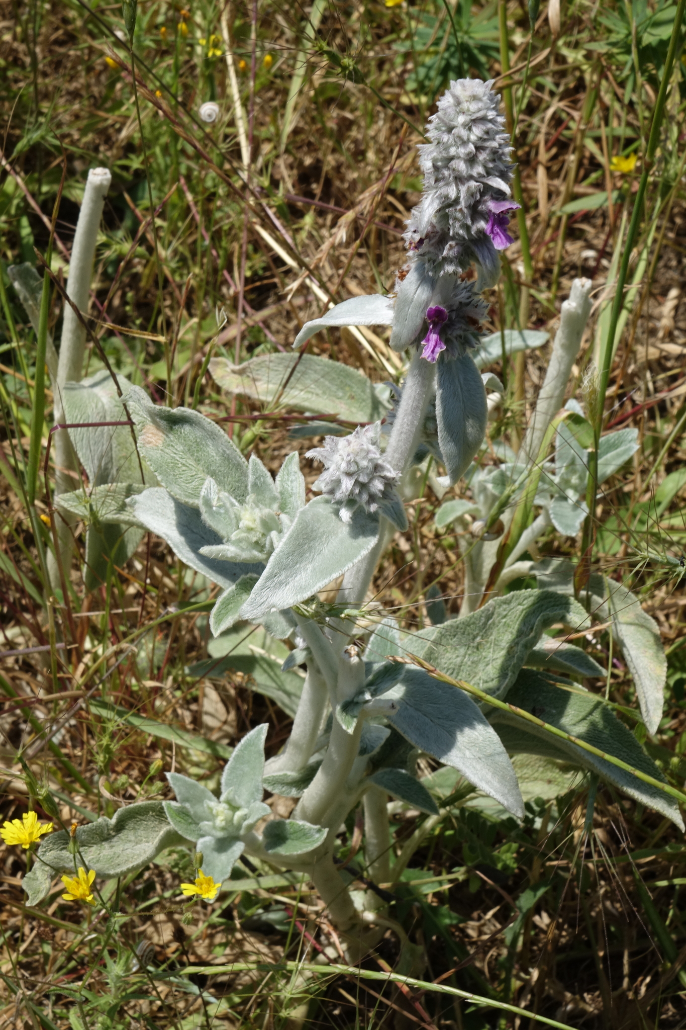 Wolliger Ziest (Stachys byzantina): Herkunft und Verwendung — foto 2