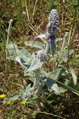 Wolliger Ziest (Stachys byzantina): Herkunft und Verwendung — Foto 2