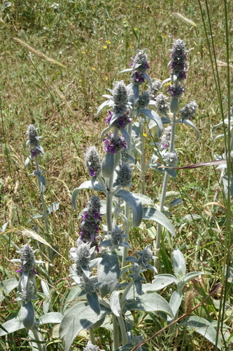 Stachys byzantina