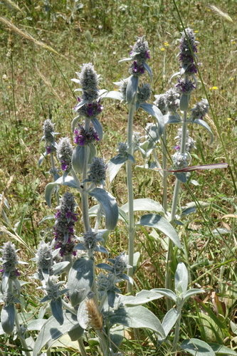 Stachys byzantina