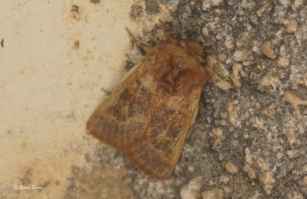 Episema didymogramma