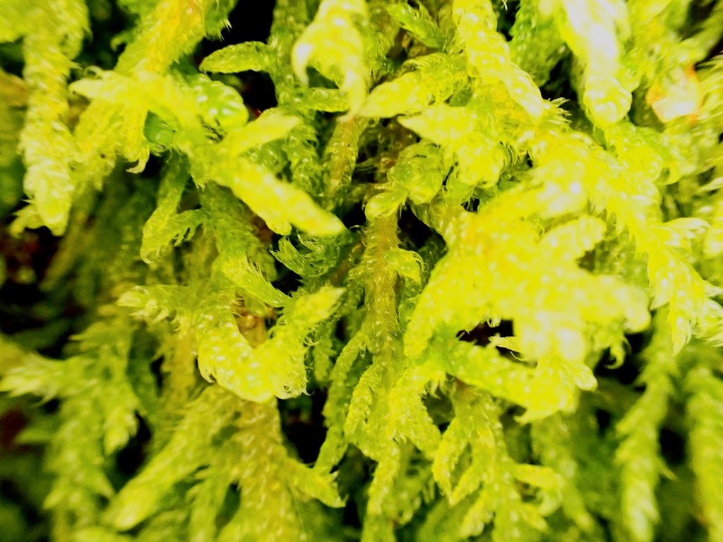 feather mosses from Buchan County Park Horsham Rd, Crawley RH11 9HQ on ...