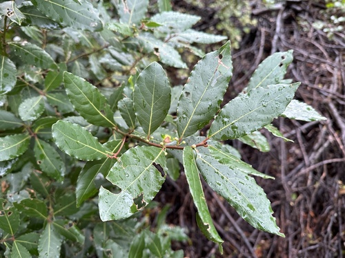 Laurus nobilis