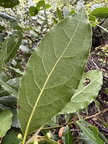 Laurus nobilis