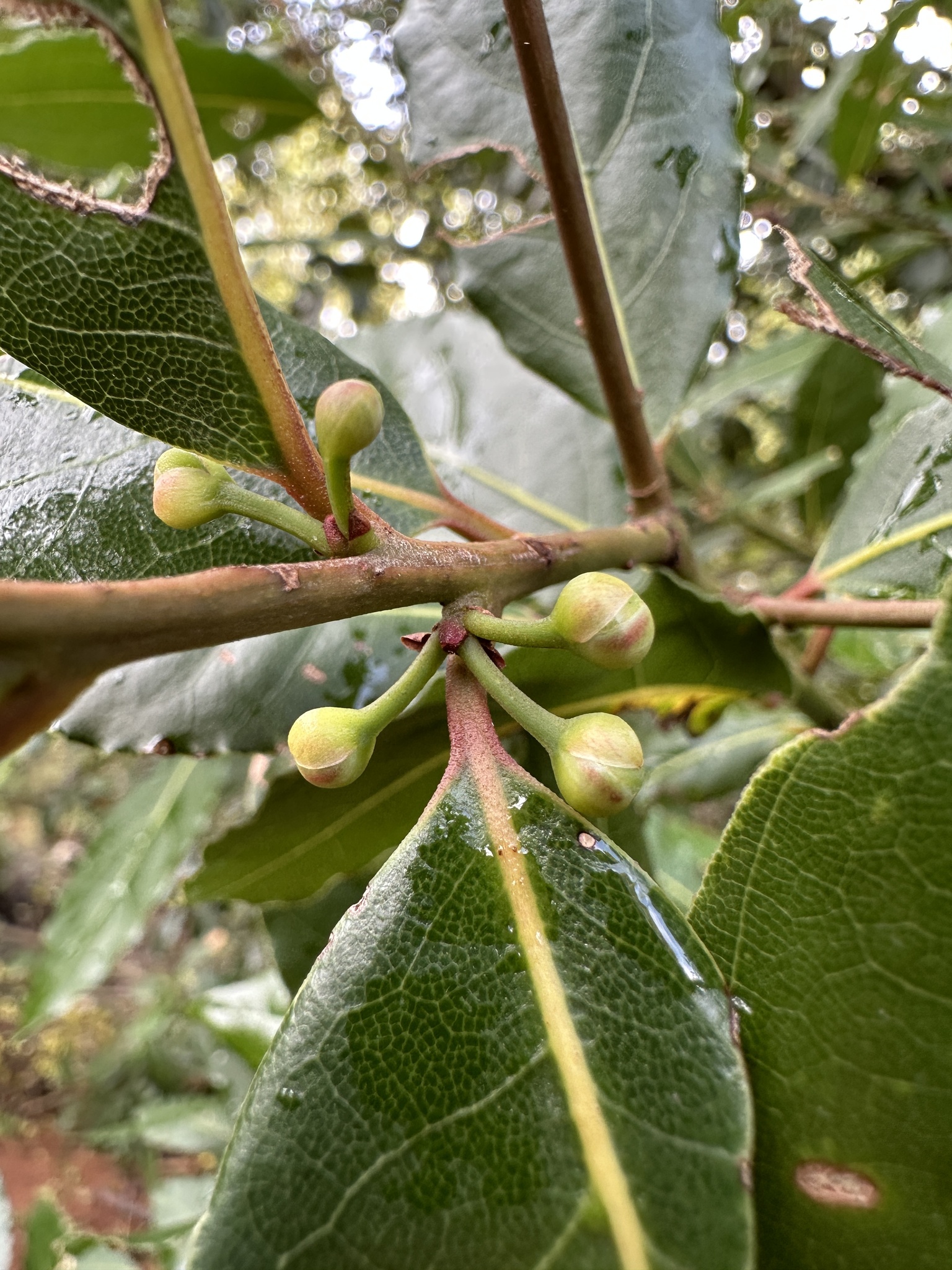 Laurus nobilis - Wikipedia